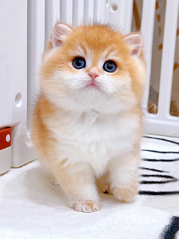 猫舍直销,批发价出售,金渐层